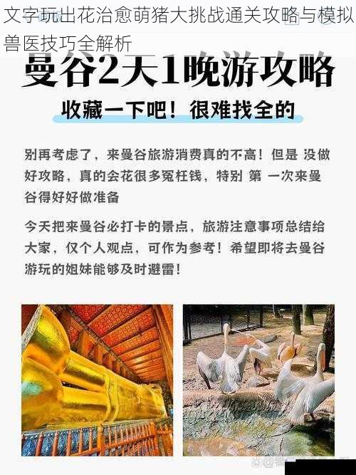 文字玩出花治愈萌猪大挑战通关攻略与模拟兽医技巧全解析