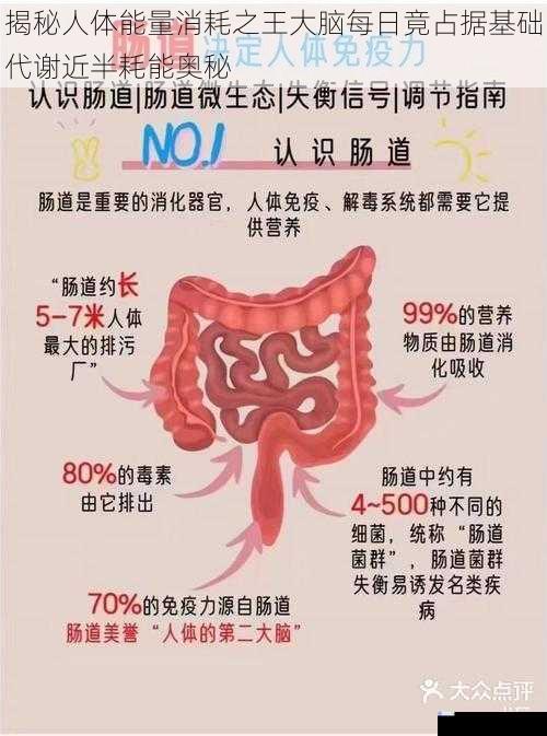 揭秘人体能量消耗之王大脑每日竟占据基础代谢近半耗能奥秘